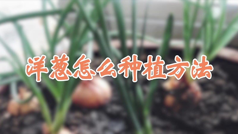 洋蔥怎麼種植方法視頻