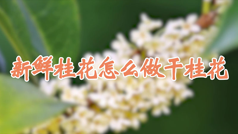 新鮮桂花怎麼做幹桂花