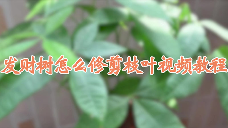 發財樹怎麼修剪枝葉視頻教程