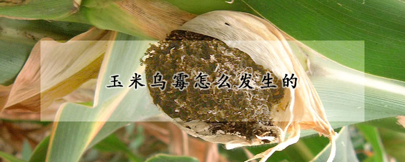 玉米烏黴怎麼發生的