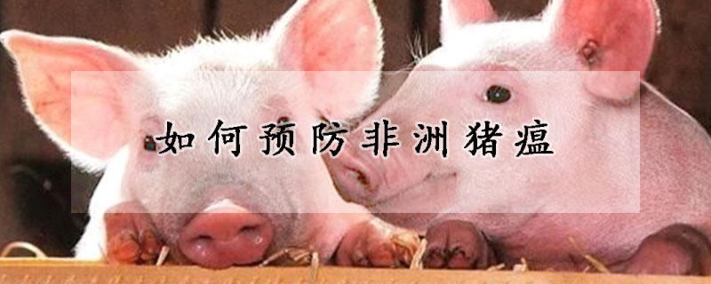 如何預防非洲豬瘟