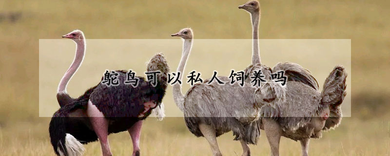 鴕鳥可以私人飼養嗎