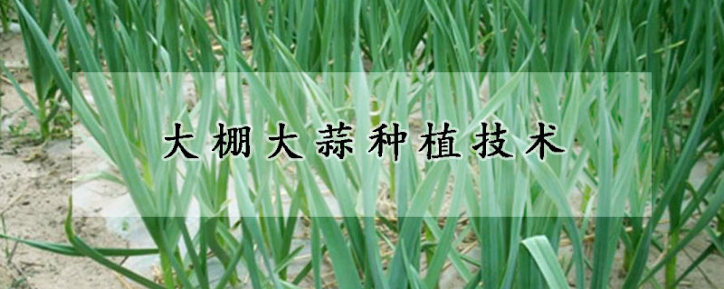 大棚大蒜種植技術