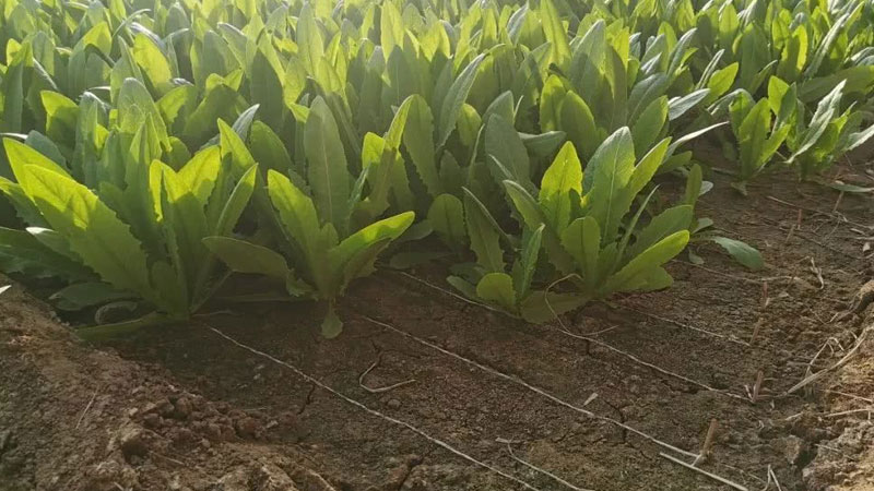 青菜怎麼種植方法視頻