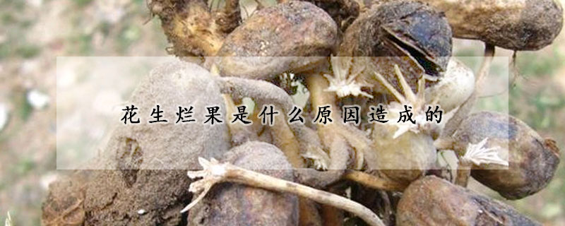 花生爛果是什麼原因造成的