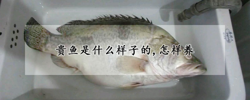 貴魚是什麼樣子的,怎樣養