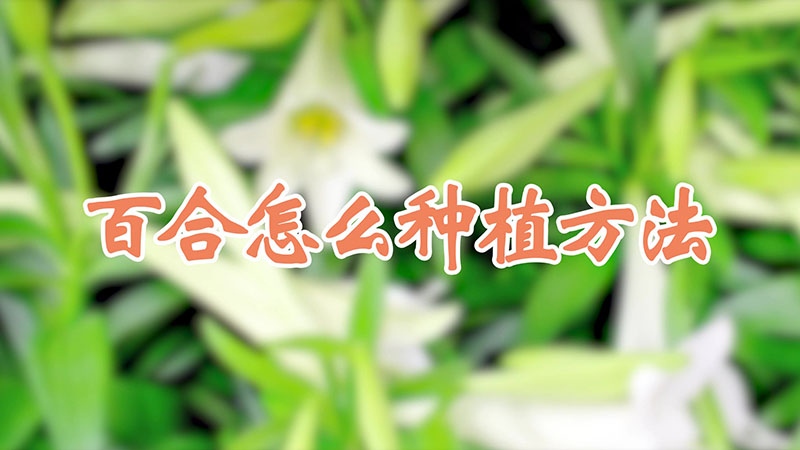 百合怎麼種植方法視頻