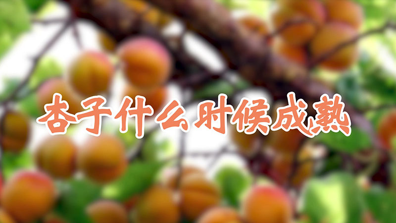 杏子什麼時候成熟