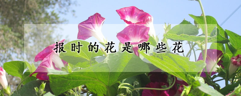 報時的花是哪些花