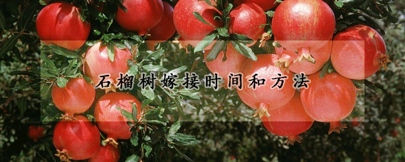 石榴樹嫁接時間和方法