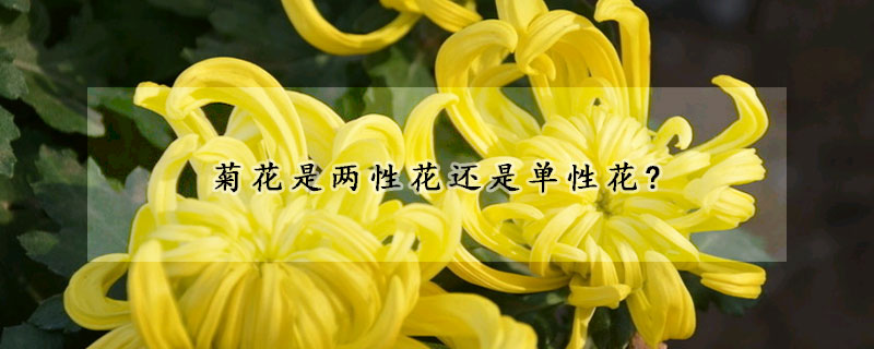 菊花是兩性花還是單性花?