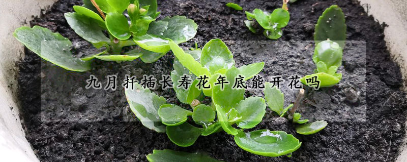 九月扡插長壽花年底能開花嗎