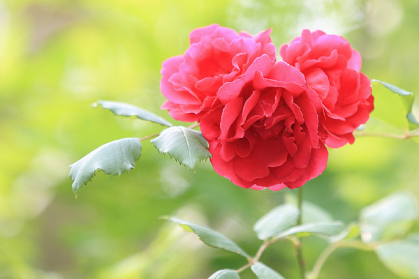 野薔薇的花語和寓意,象征了什麼