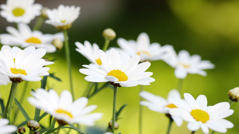 雛菊花語是什麼