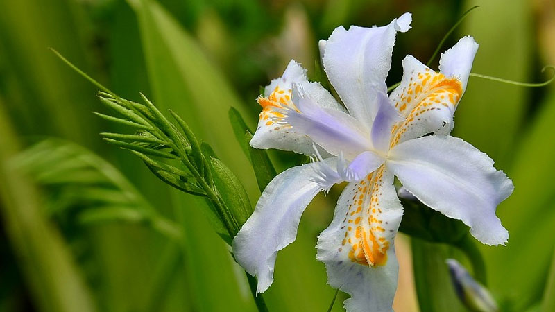 鳶尾花的花語和寓意,象征了什麼