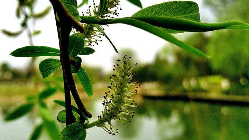 柳樹開花嗎?什麼時候開花