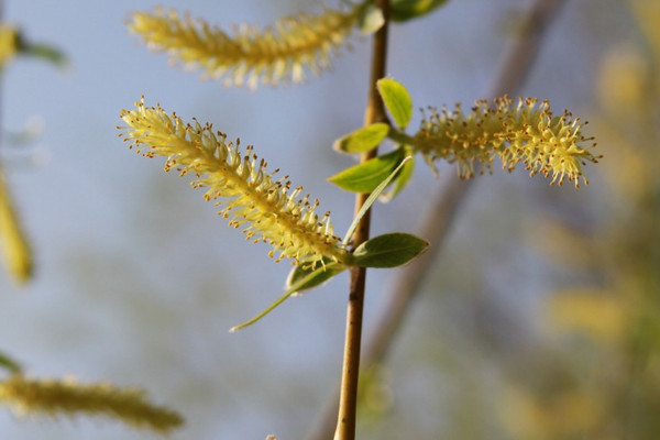 柳樹開花嗎?什麼時候開花