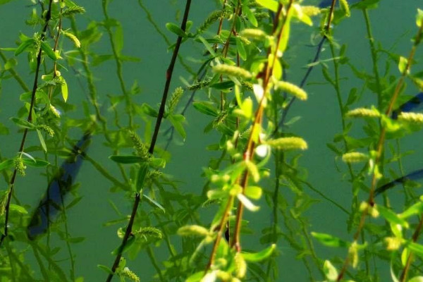 柳樹開花嗎?什麼時候開花