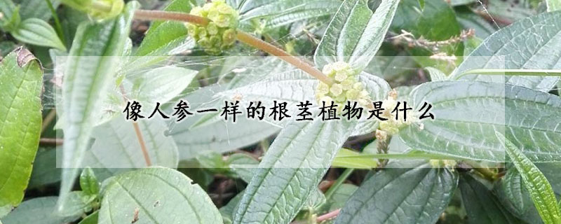 像人參一樣的根莖植物是什麼