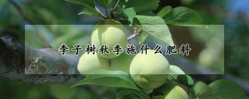 李子樹秋季施什麼肥料