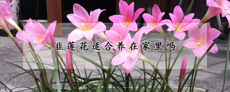 韭蓮花適合養在家裏嗎