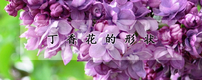 丁香花的形狀