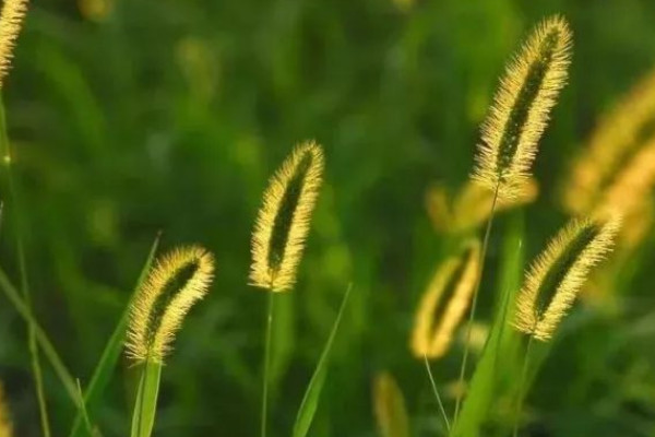 狗尾巴草的花語