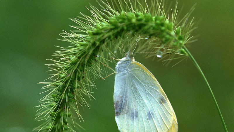 狗尾巴草的花語