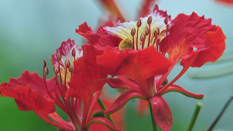 鳳凰花的花語和寓意,象征了什麼