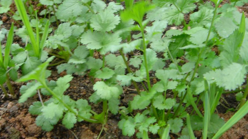 室內種什麼植物可驅鼠