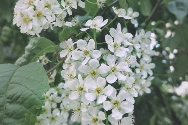 室內種什麼植物可驅鼠