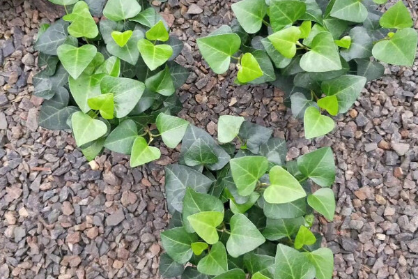 長方形淺花盆適合種什麼花