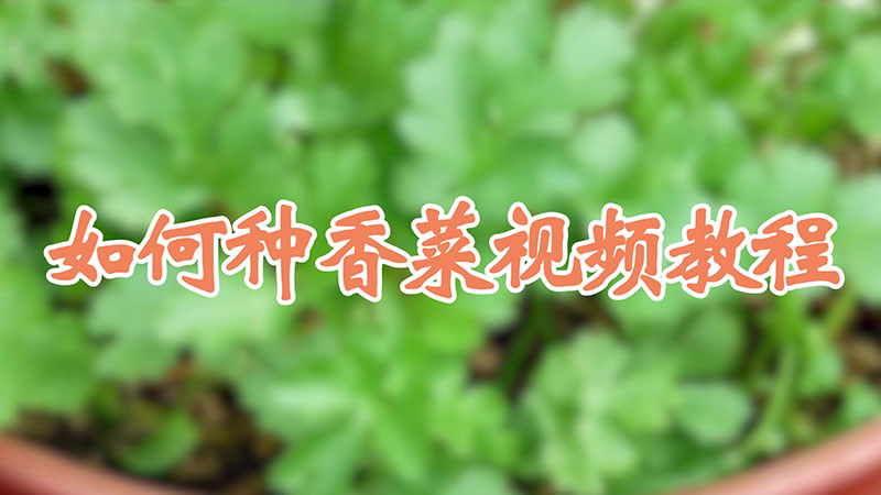 如何種香菜視頻教程