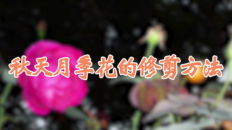 秋天月季花的修剪方法視頻