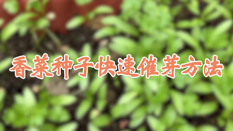 香菜種子快速催芽方法