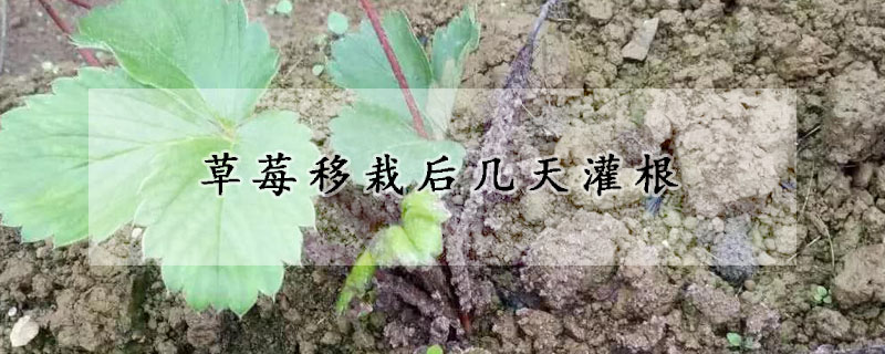 草莓移栽後幾天灌根