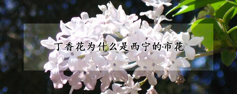 丁香花為什麼是西寧的市花