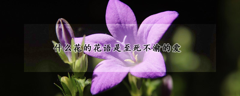 什麼花的花語是至死不渝的愛