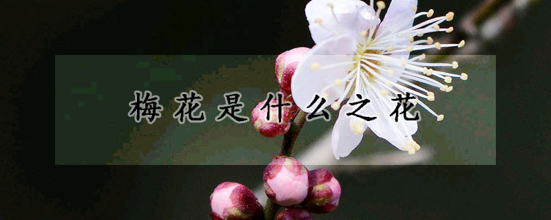 梅花是什麼之花