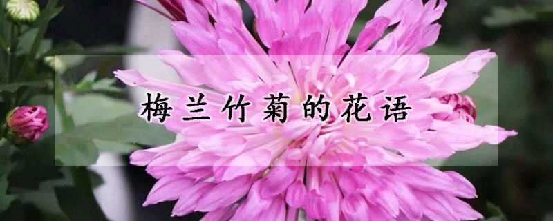 梅蘭竹菊的花語