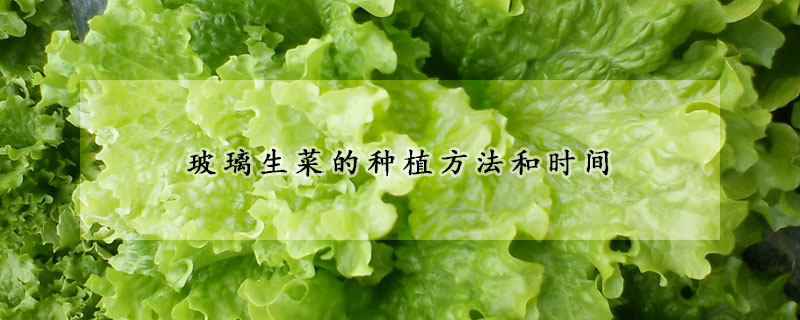 玻璃生菜的種植方法和時間