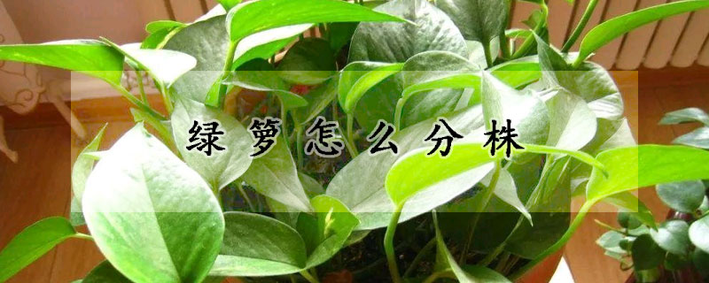 綠籮怎麼分株