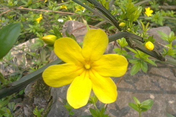 迎春花什麼時候開