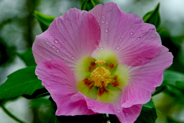 芙蓉花的花語和寓意,象征了什麼