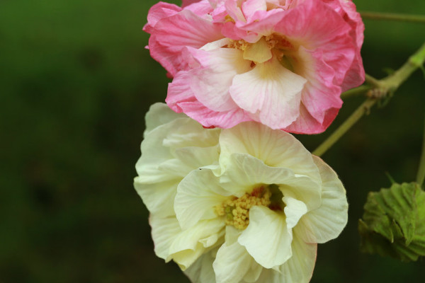 芙蓉花的花語和寓意,象征了什麼