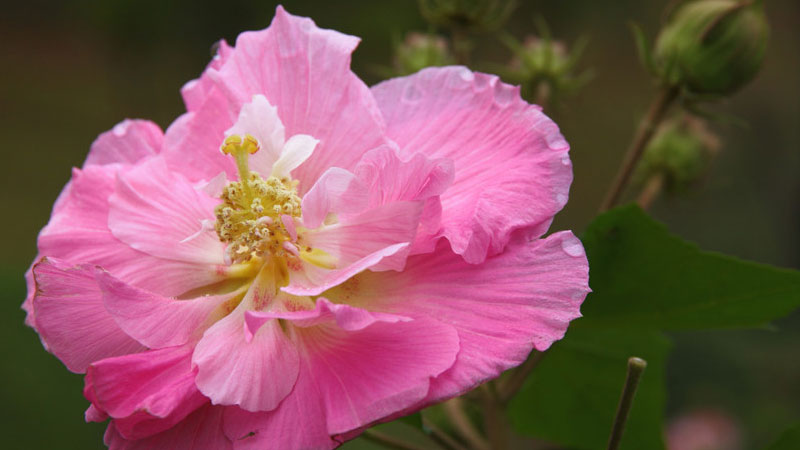 芙蓉花的花語和寓意,象征了什麼