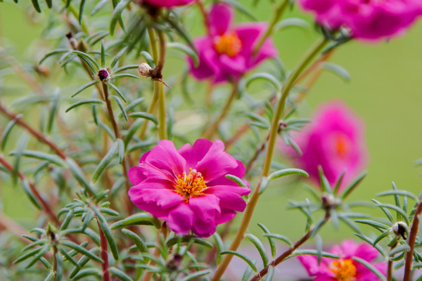 太陽花的花語和寓意,象征了什麼