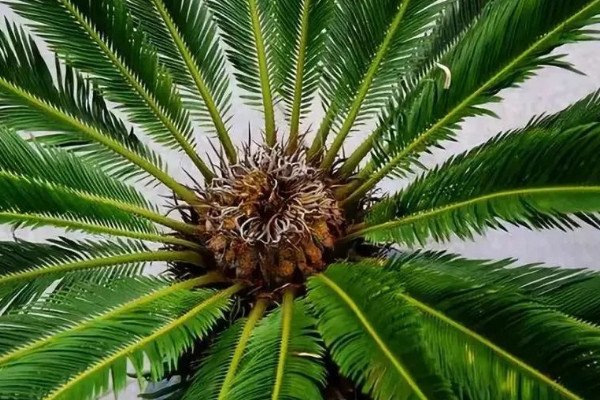 鐵樹什麼時候開花