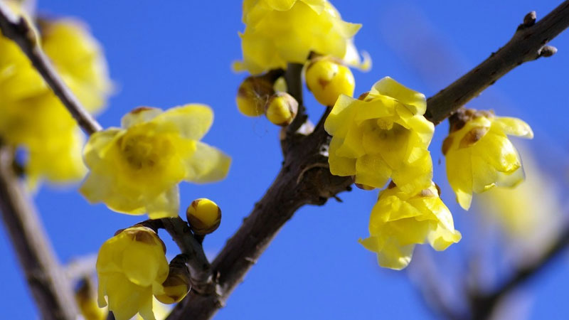 臘梅花什麼時候開