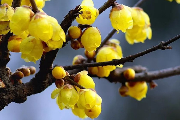 臘梅花什麼時候開